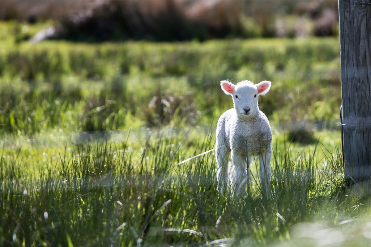 6 alternative bedding options to straw compared - Farmers Weekly