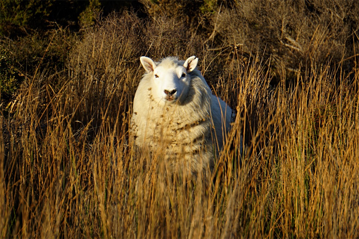 The Heat Is On Managing Sheep In A Heatwave