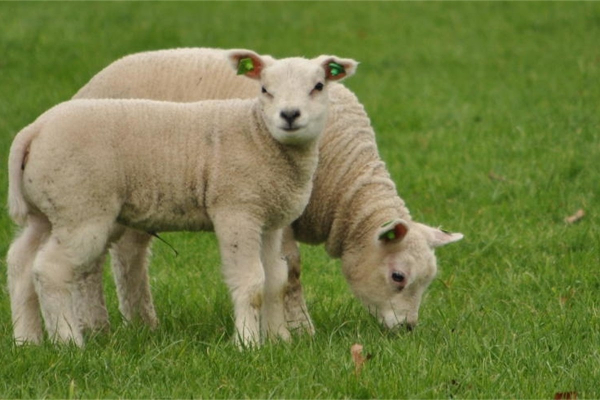 Weaning lambs