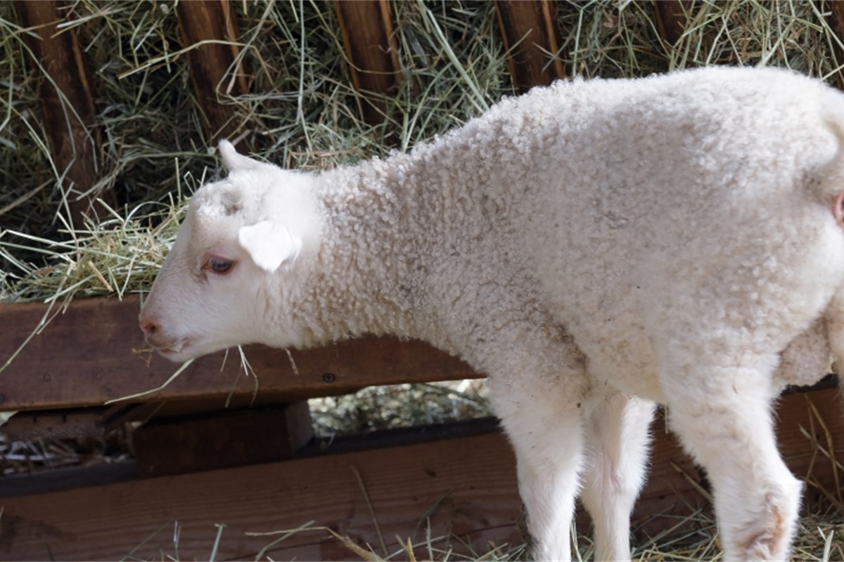 feeding-roughage-to-young-lambs