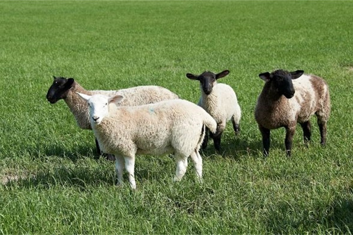 Finishing lambs off forage