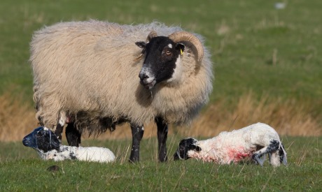 Managing newborn lambs