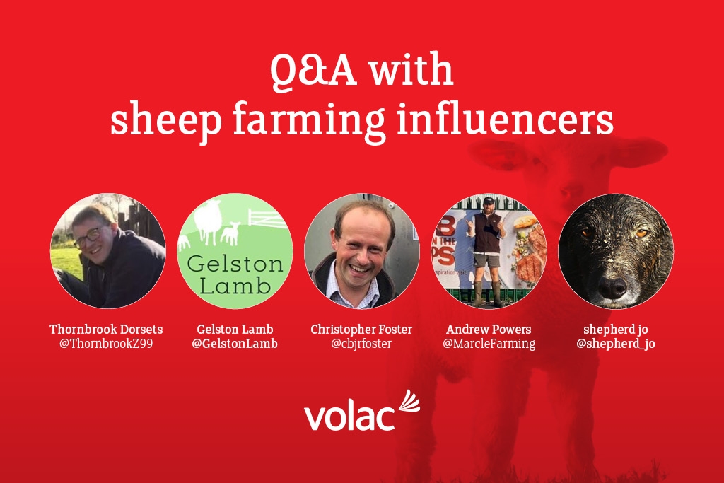 Tips for successful lambing: Q&A with sheep farming influencers