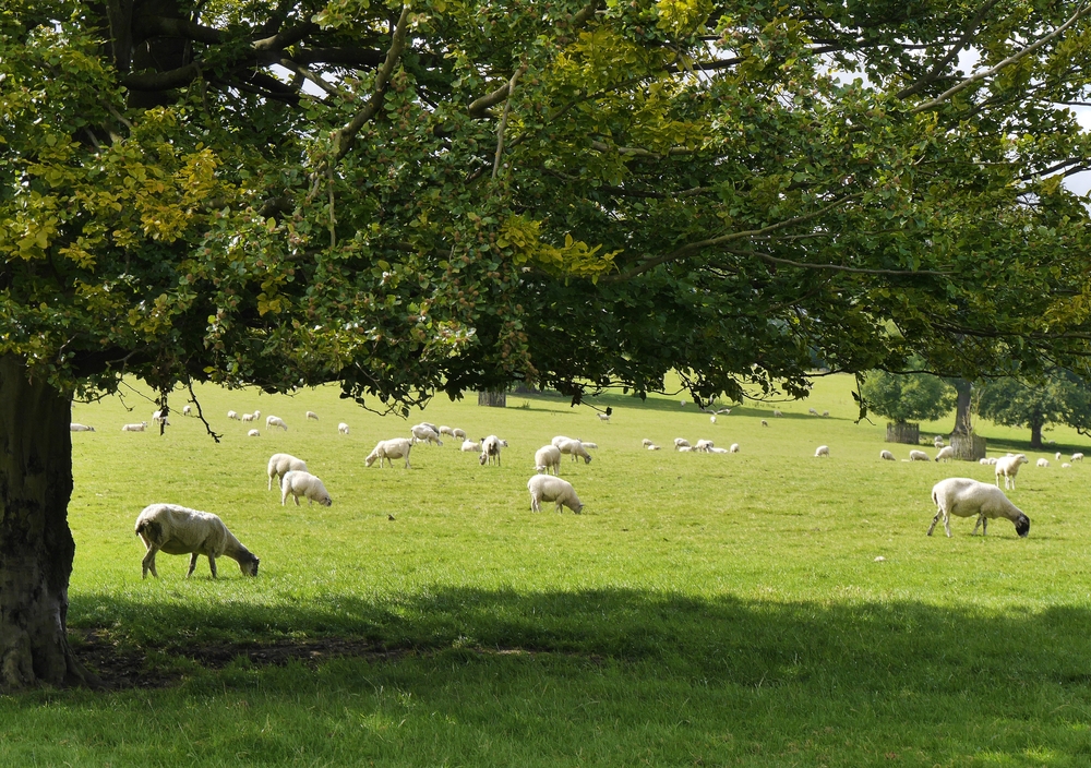 Sheep farming: how planting trees can help your business blossom