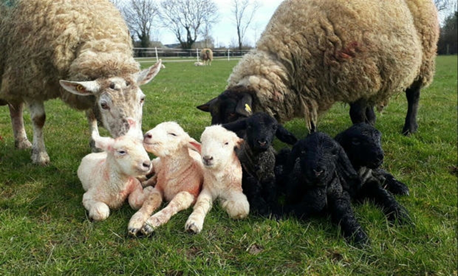 It’s the Lambing2020 Quiz!