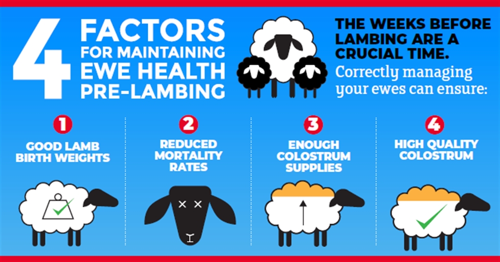 Maintaining Ewe Health Pre-lambing