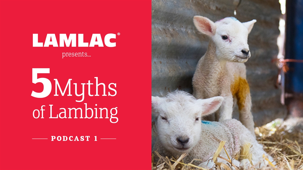 PODCAST: 5 myths of lambing