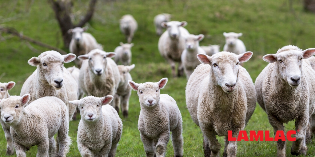 Lambing season advice: how data gathering can improve productivity and profits