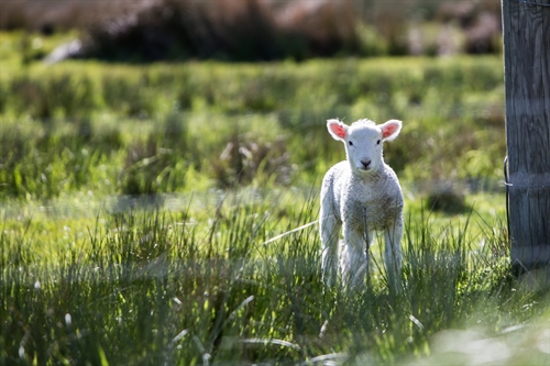 8 ways to enhance your profit margins as a sheep farmer