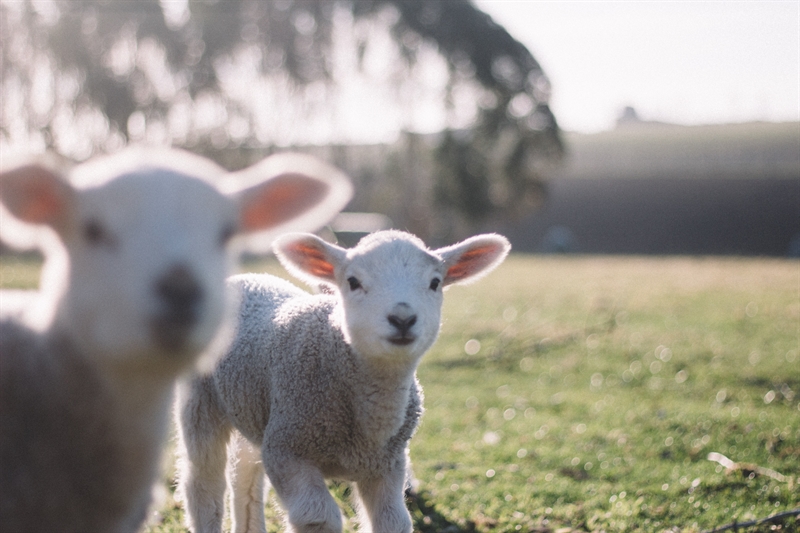 Time Saving Tips for Sheep Farmers