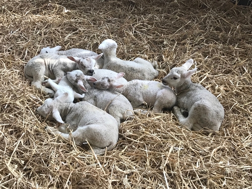 How much milk replacer does one lamb need?