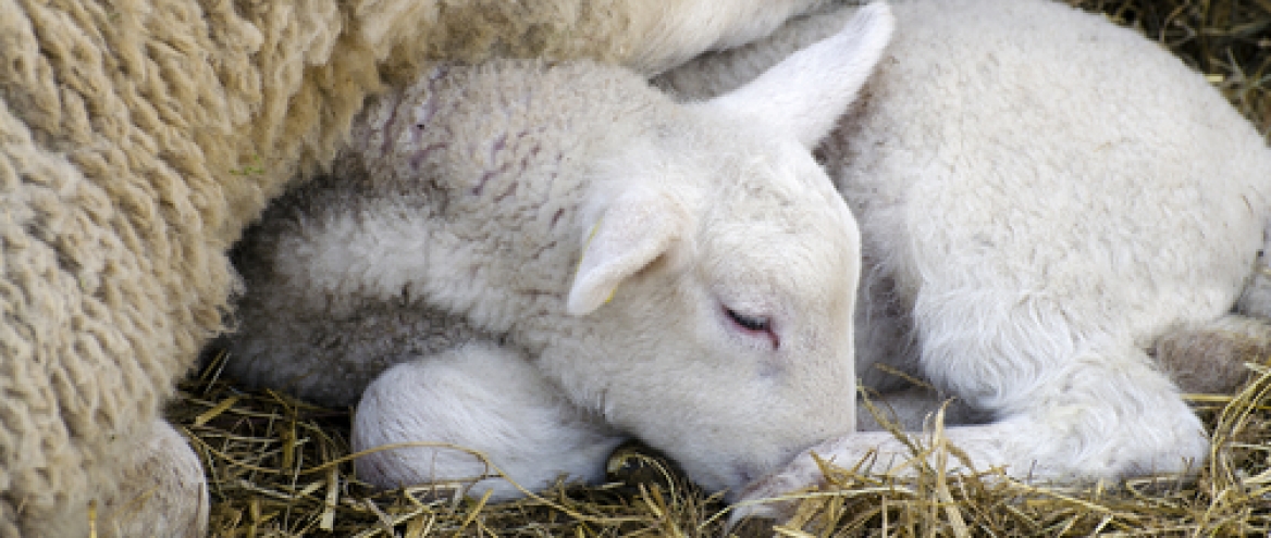 Improving hygiene in the lambing shed