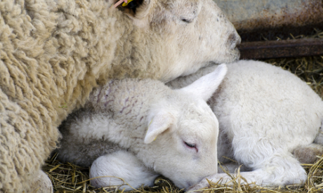 Improving hygiene in the lambing shed