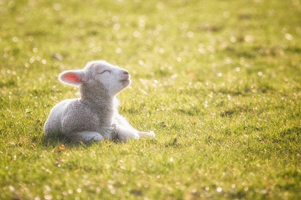 Farming Feel-Good: Eight pieces of positivity to brighten your day