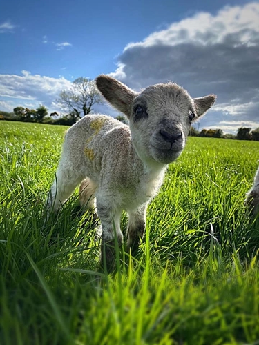 Lamlac Moments: Woolly winners from our 2021 photo competition