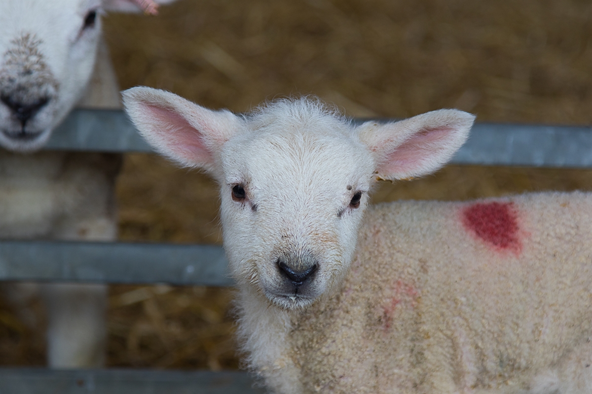 10 things they don’t tell you about lambing season