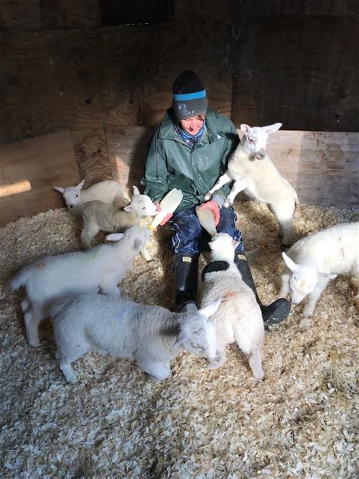 Improving hygiene in the lambing shed