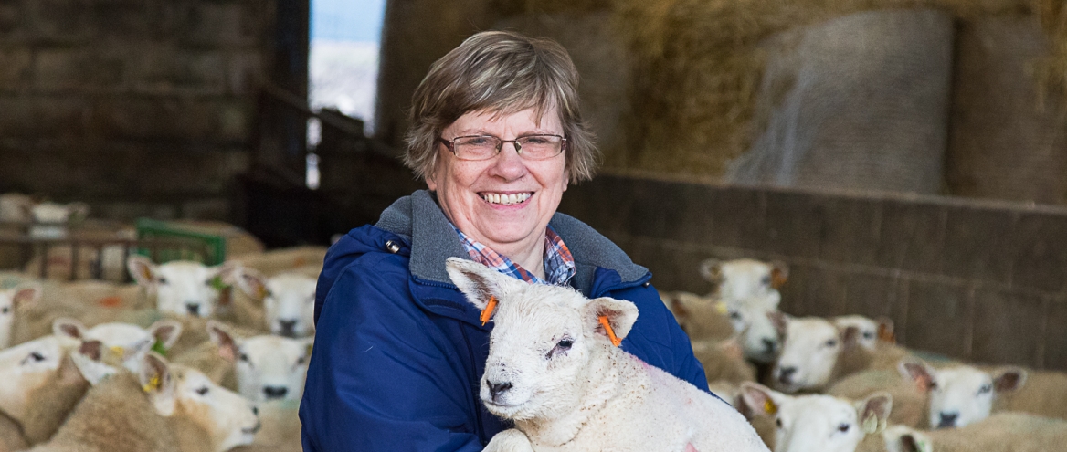 Making money from surplus lambs