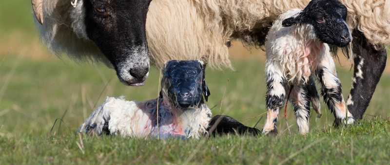 The golden hours: Managing newborn lambs