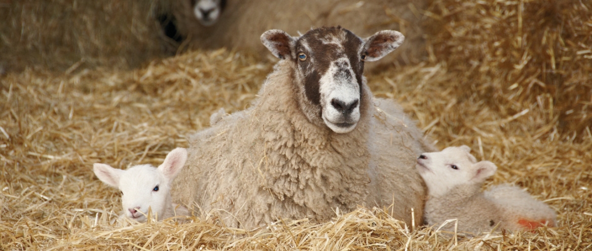 Housing ewes and lambs