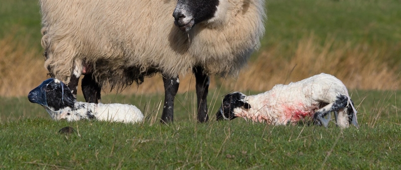 Getting prepared: Are you ready for lambing to start?