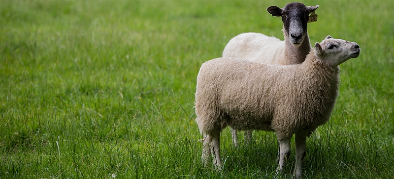 Measuring and monitoring flock mortality