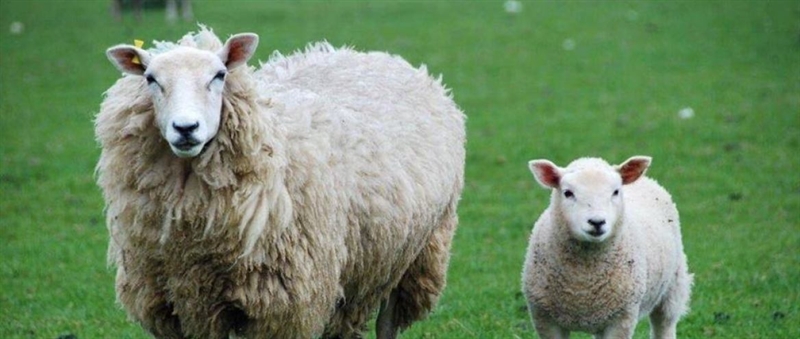 Are your ewes getting enough energy?