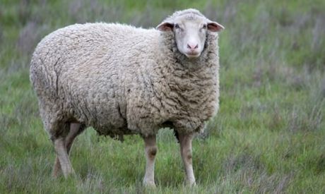 Countdown to lambing: Management of the ewe