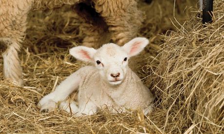 Bedding options for the lambing sheds