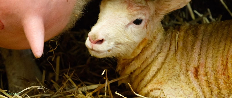 Feeding colostrum to newborn lambs