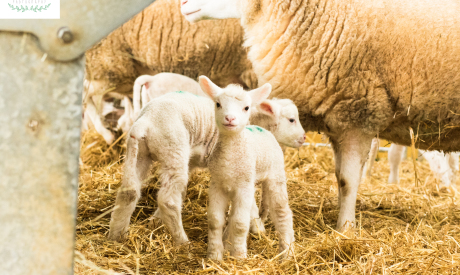 Managing surplus lambs