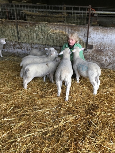 Advocate of surplus lamb rearing relies on Lamlac