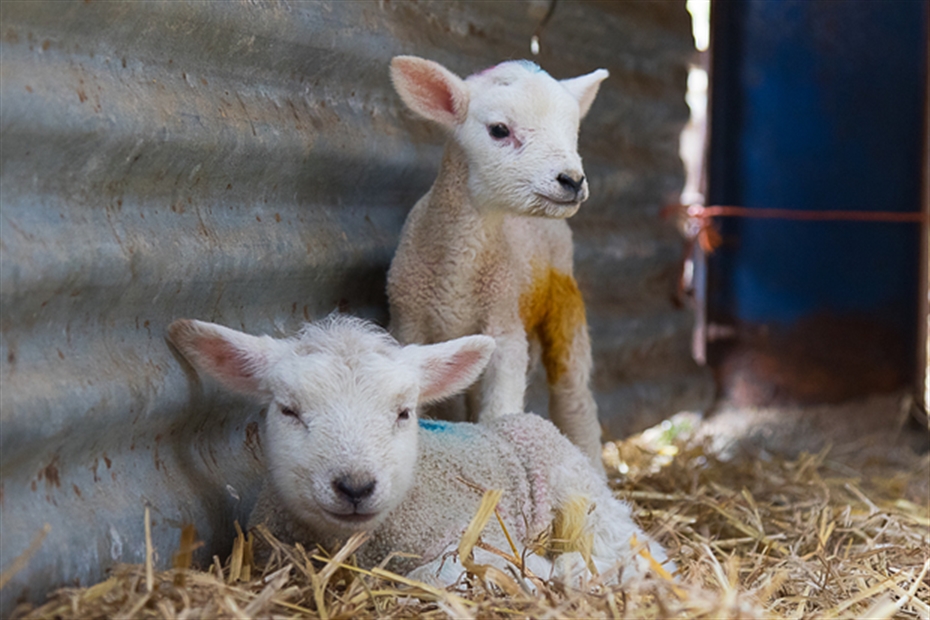 Gear up for lambing