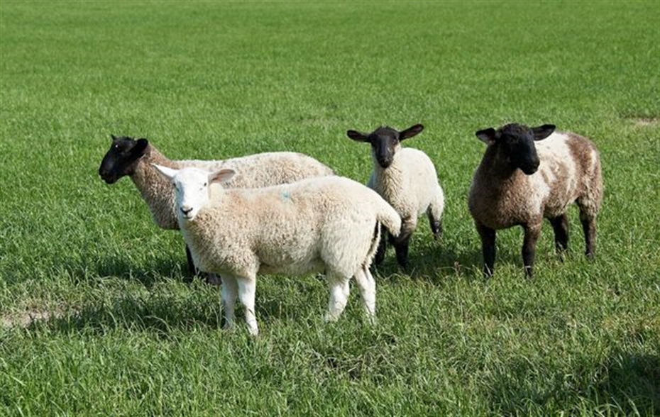 Finishing lambs off forage