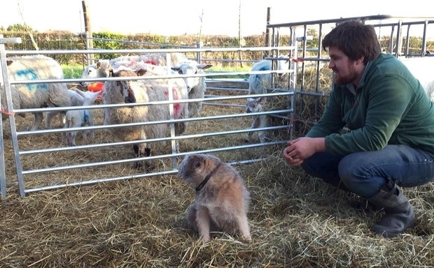From farm to fork with the Cambridge Lamb Company