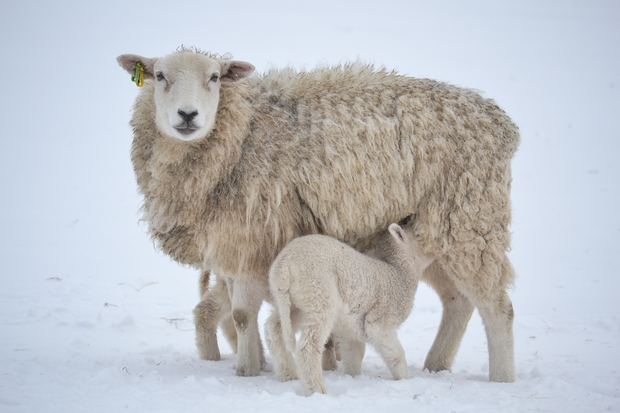 Tips to ensure ewe and lamb survival in bad weather
