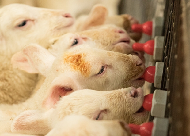 Surplus lambs perform well on milk replacer