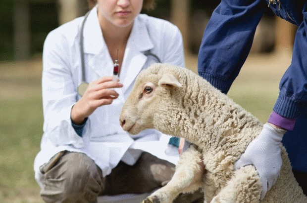 Study reveals urgent need for pre-tupping vaccination