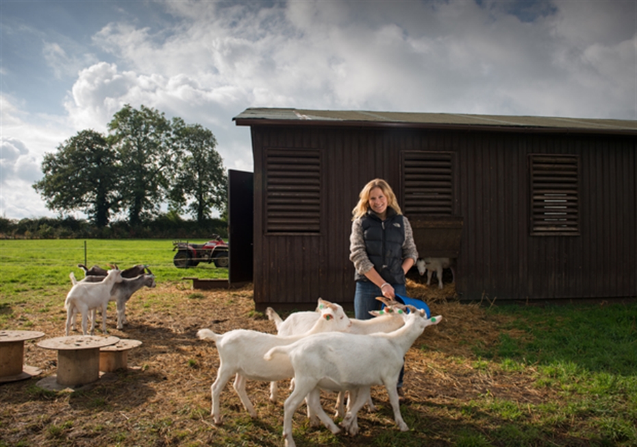 Rearing goat kids on Lamlac