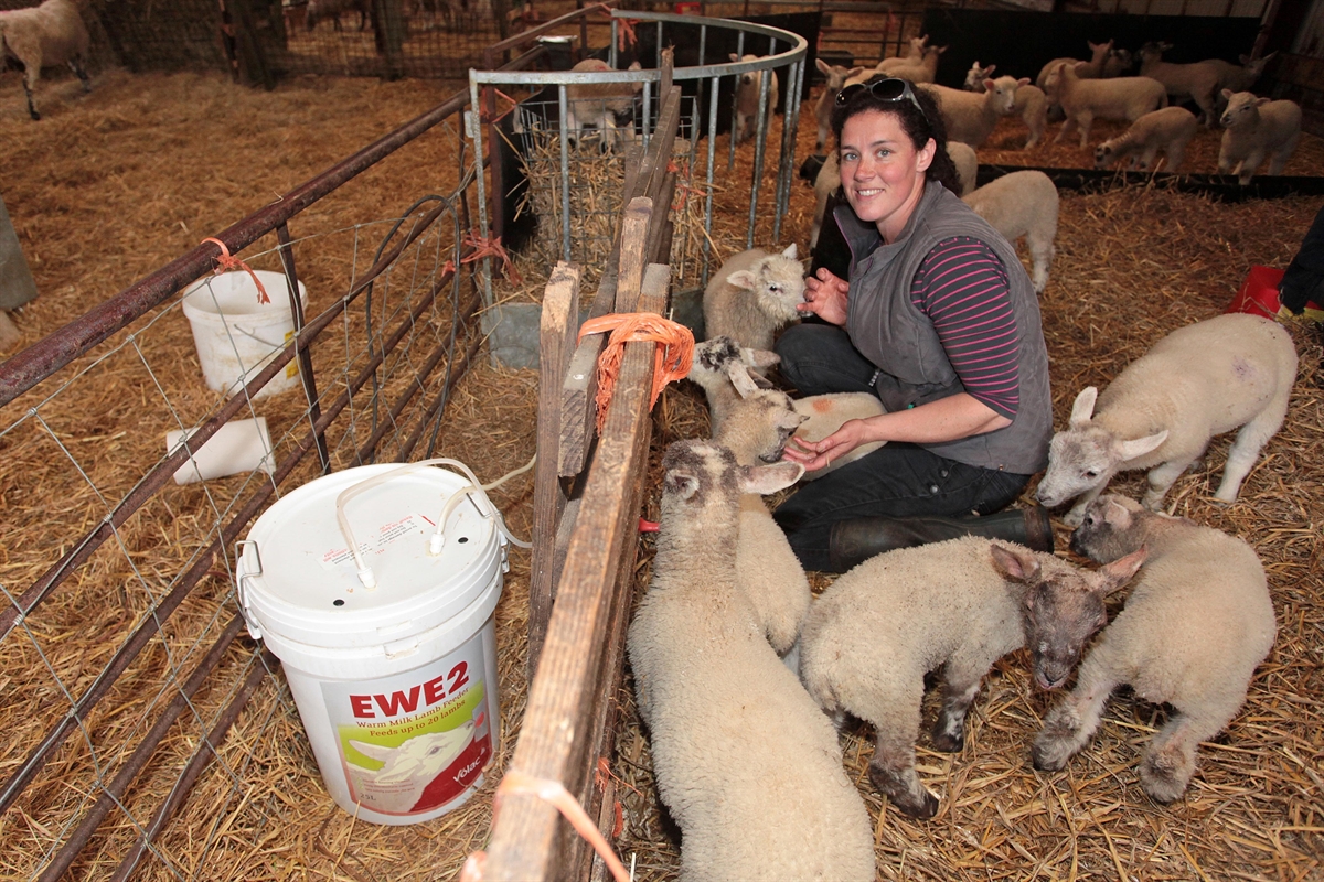 Ewe 2 Feeder winner saves on rearing time