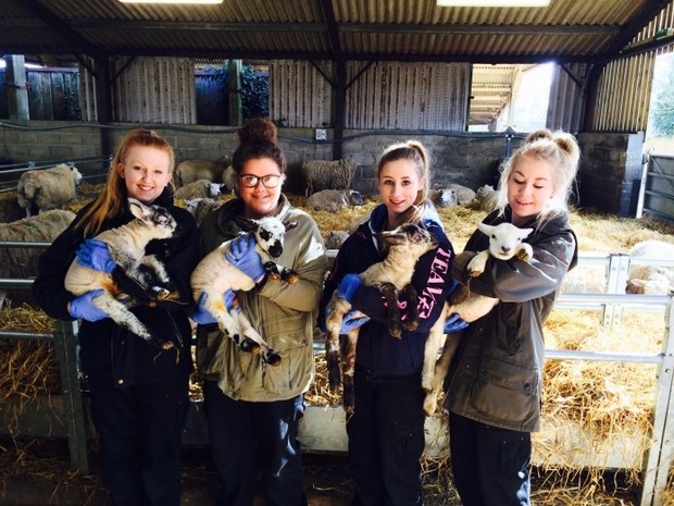 Finding the right lambing staff
