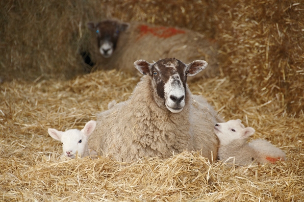 Shepherds missing a stress-free profit opportunity